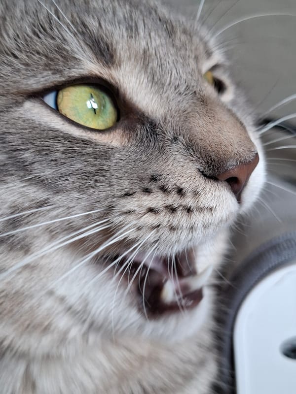 Gray tabby cat photographed in close-up shots in Novi Sad