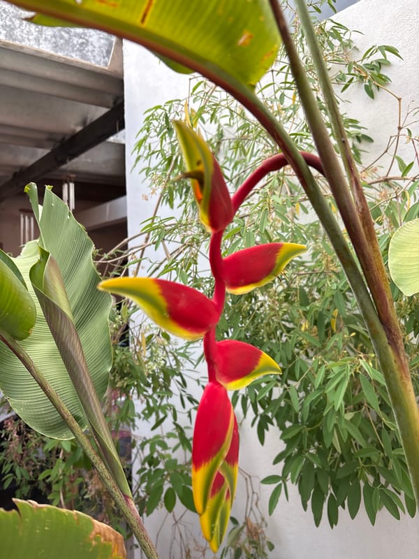 Quiet evening moments with pet dog captured in Cuernavaca