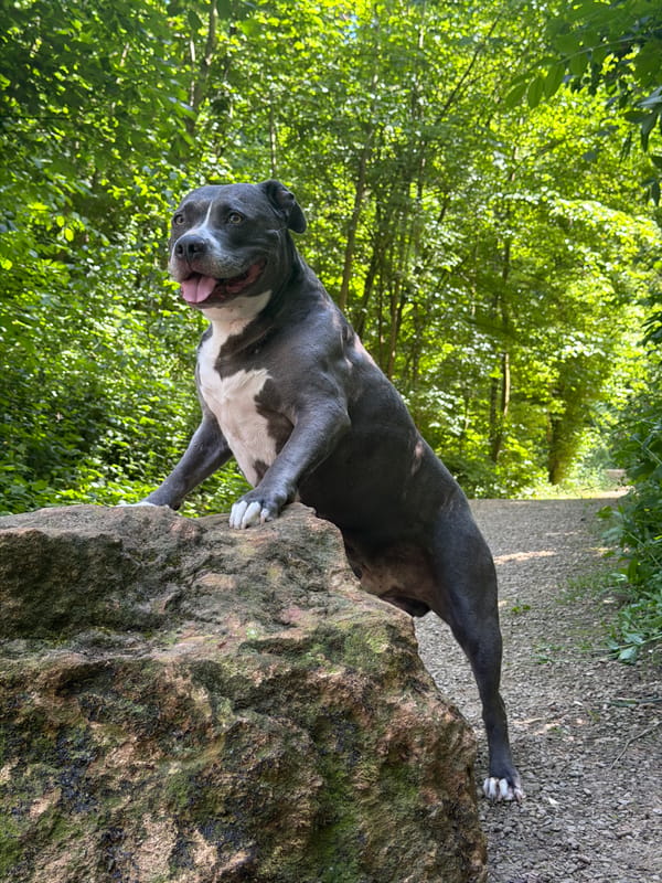 Pit bull spotted during afternoon park visit in Luxembourg