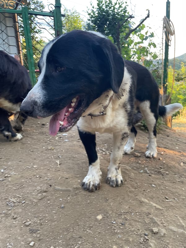 Dogs and a dusty-gold sunset in Zlatograd hills