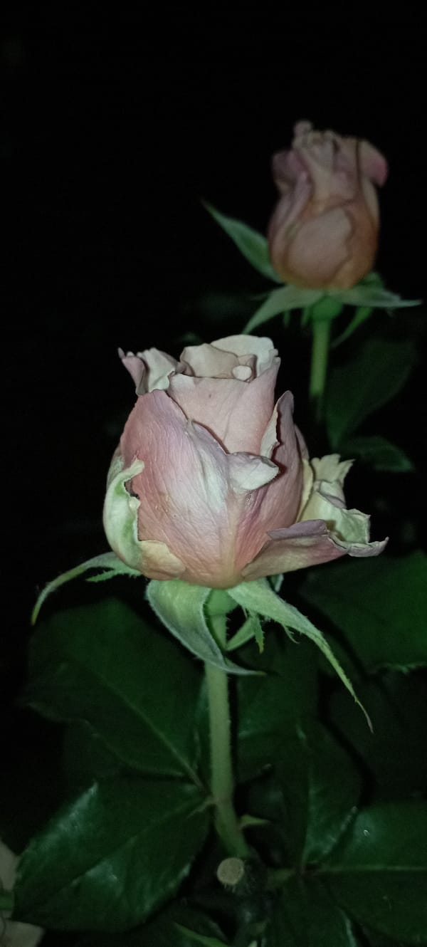 Evening garden photography session in Radisne, Ukraine
