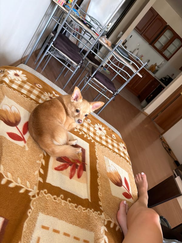 Woman and chihuahua share quiet afternoon moment on blanket