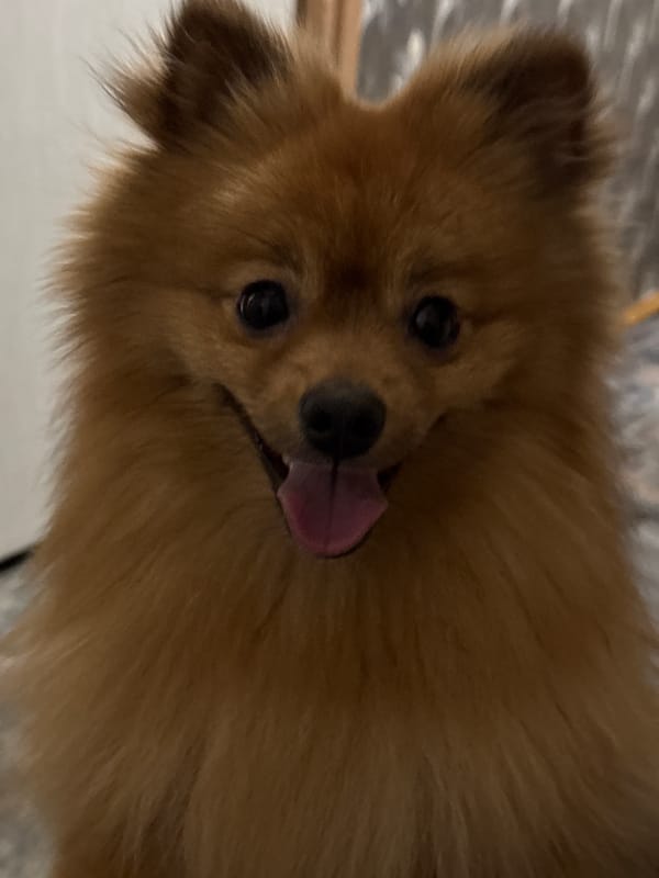 Pomeranian dog filmed in close-up on tiled floor in Khimki