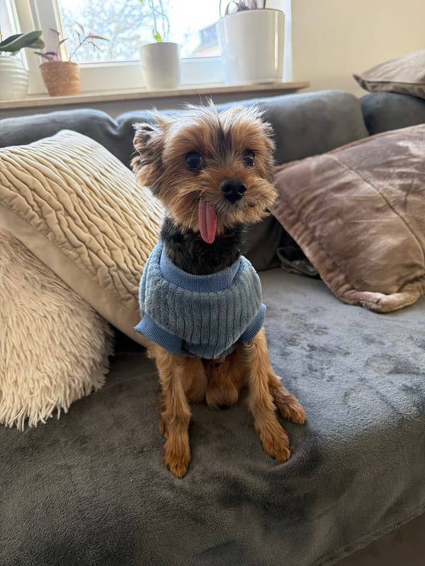 Yorkshire Terrier in blue sweater rests on couch in Luxembourg