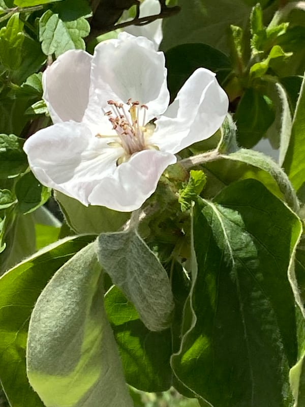 Spring flora documented across Montenegro locations in brief timespan