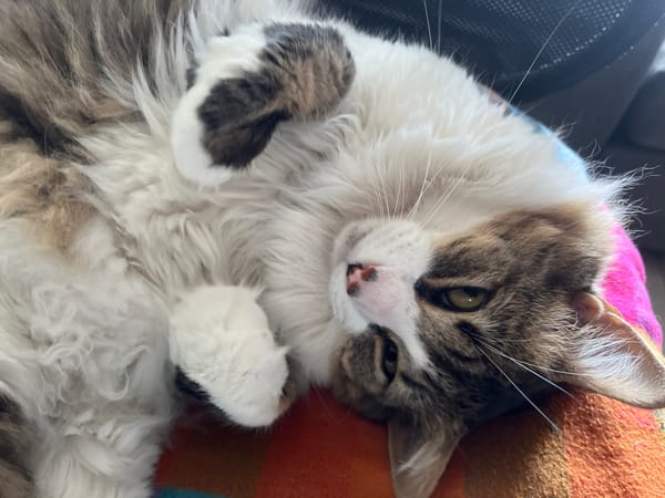 Cat observed resting on back in Buenos Aires