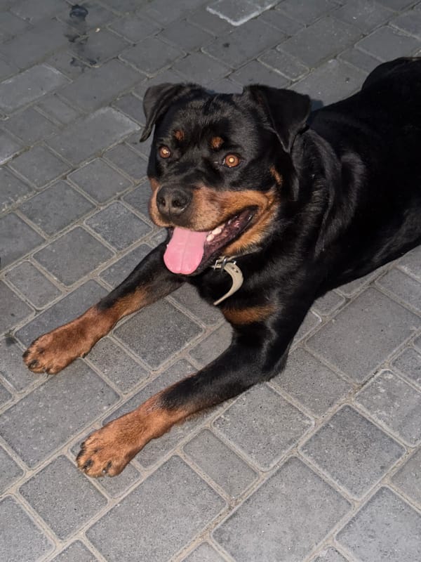 Rottweiler lounges on patio at sunset with a stick