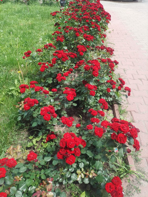 Morning park stroll through blooming gardens and fountains in Myrhorod