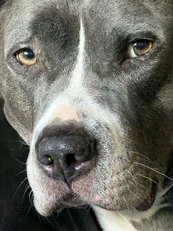 Grey pitbull rests in Luxembourg city