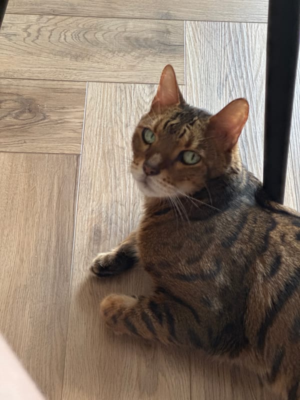 Bengal cat relaxing on a wood floor, getting petted