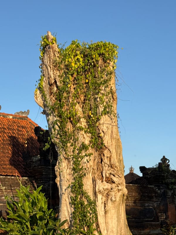 Rice paddies, temples, and golden light around Ubud