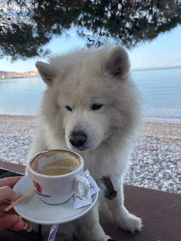 Cats rest on bed in Bar, Montenegro morning scene