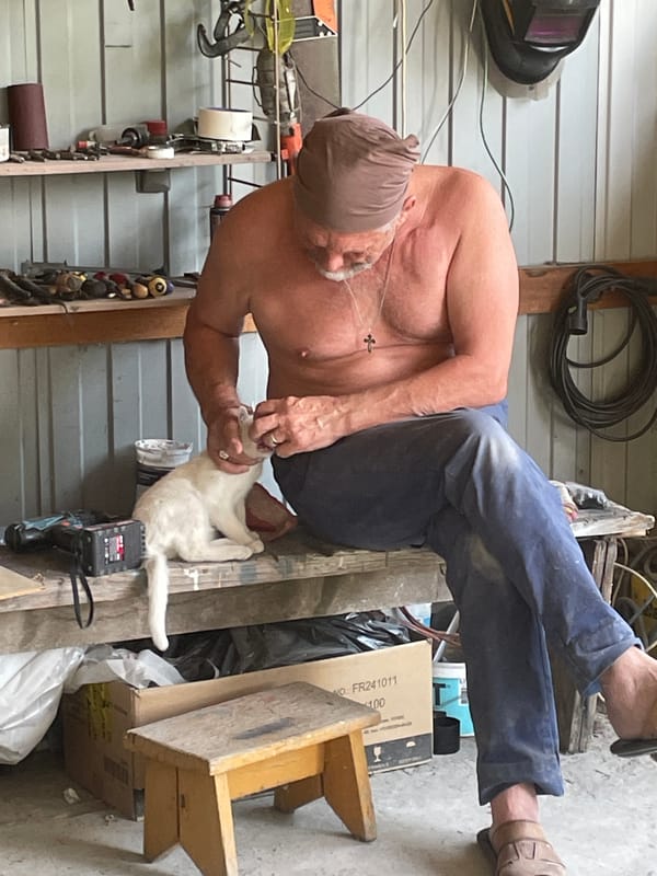 White cat gets some downtime attention in a Russian workshop