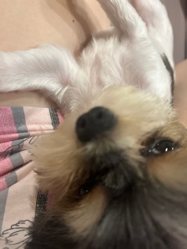 Lazy evening with a sleepy little terrier in Sochi