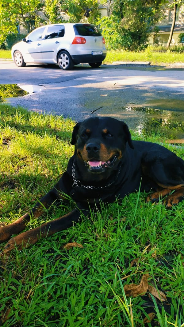 Summer morning in Horishni Plavni: plants, streets, and a resting dog