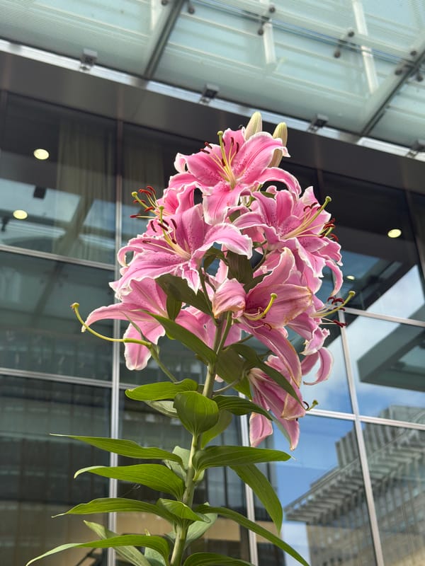 Pink lilies and glass towers in Canary Wharf