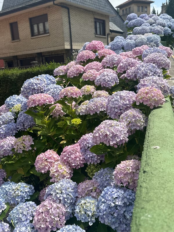 Hydrangeas in full bloom along a residential street in Oviedo