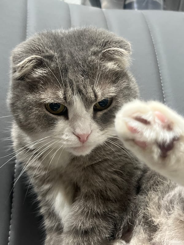 Scottish Fold cat relaxing at home in Choeng Thale