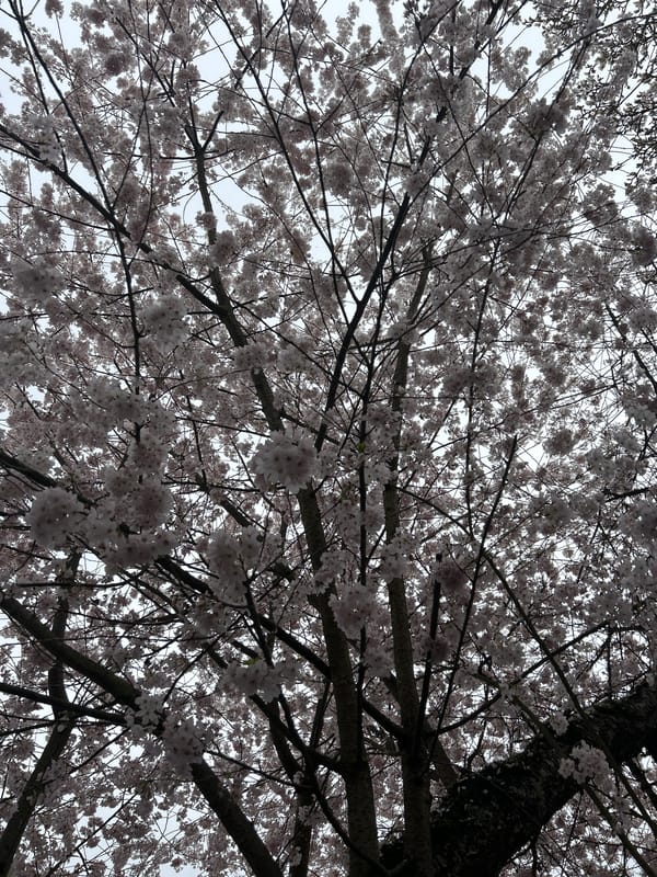 Cherry blossoms documented in full bloom on Vancouver street