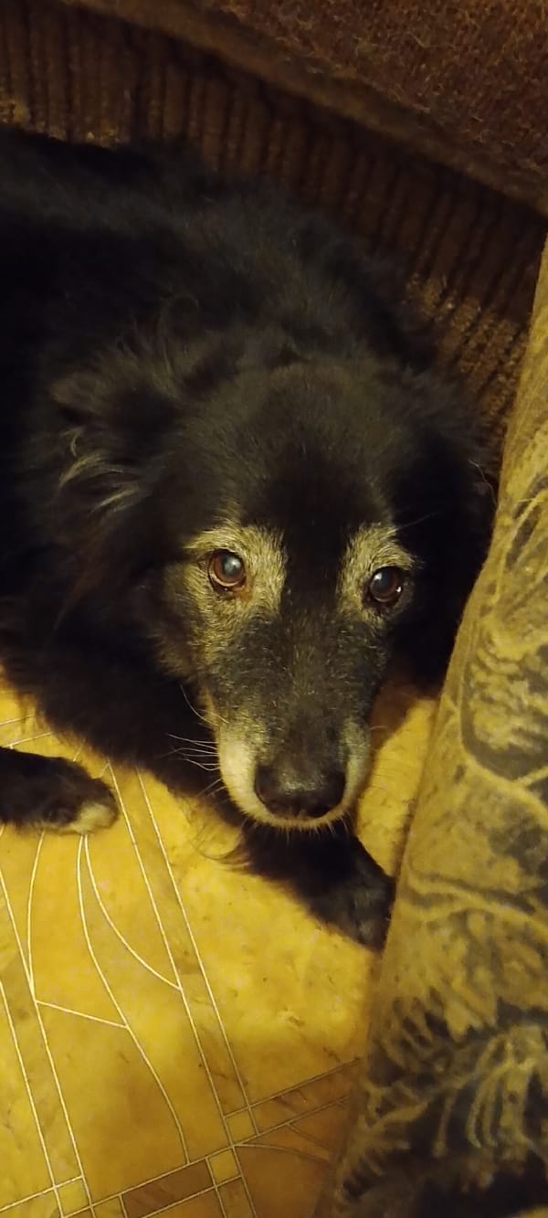 Dogs and cats at a Belgorod shelter, one summer night