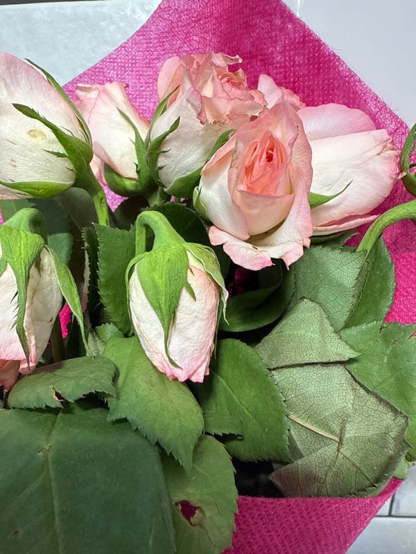 Person holds pink rose bouquet in early morning Sofia