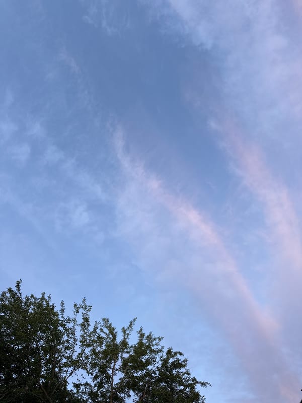 Twilight sky and evergreen shrub in Vidin, Bulgaria