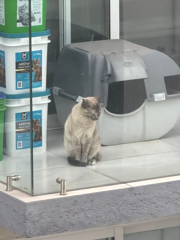 Cat rests in pet store window, San Andrés Cholula
