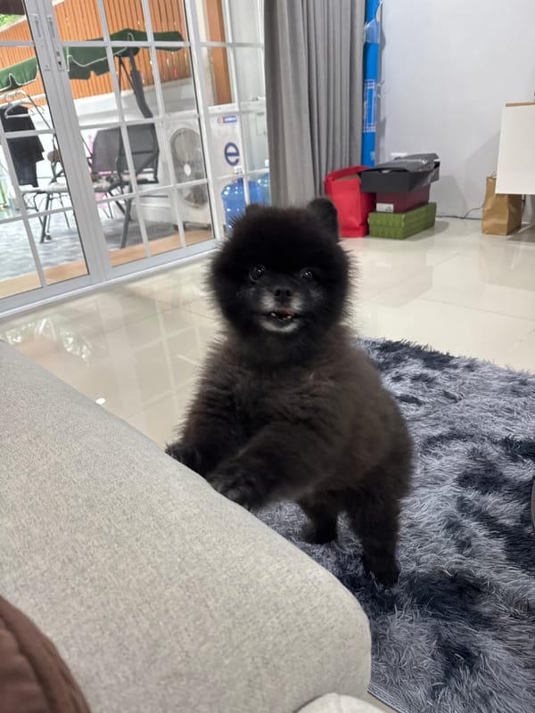 Black Pomeranian lobbies hard for sofa access in Kathu home