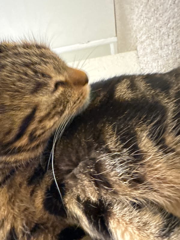Two tabby cats observed grooming and resting in Desborough home