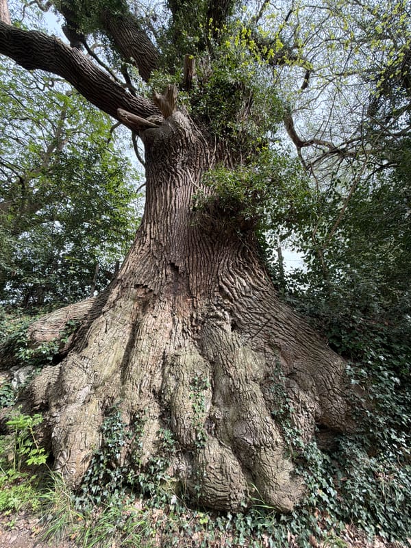 Tree and pathway documented in Maidstone park