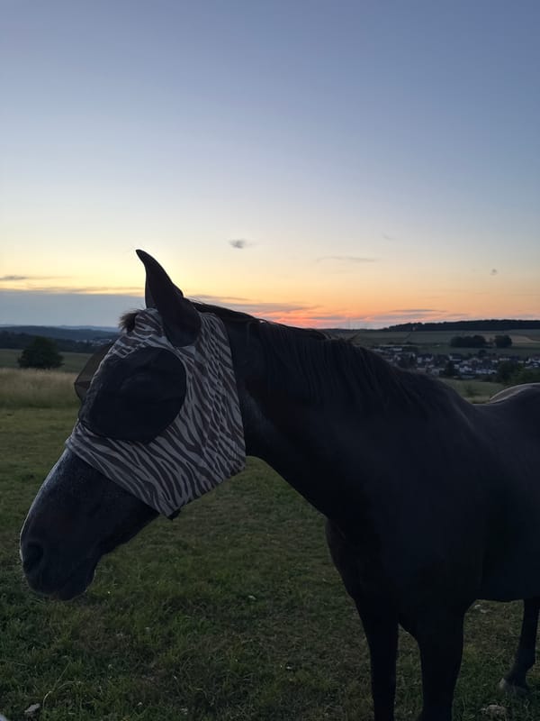 Horses and open fields in Oberquembach from afternoon to dusk