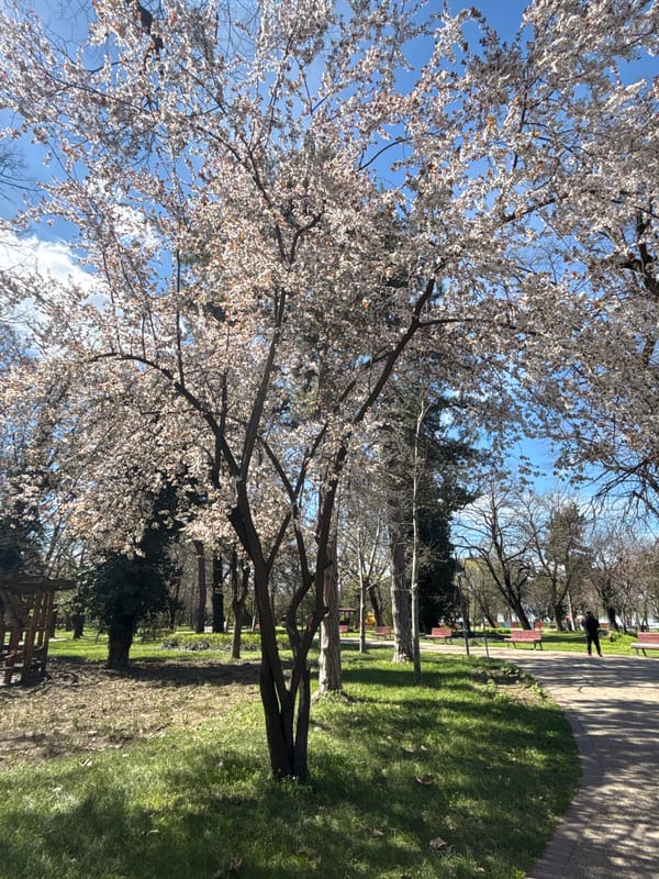 Spring blooms and Easter displays observed in Silistra park