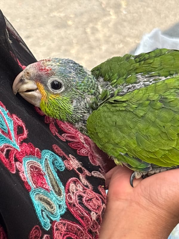 Various caged and uncaged birds documented in Puebla, Mexico