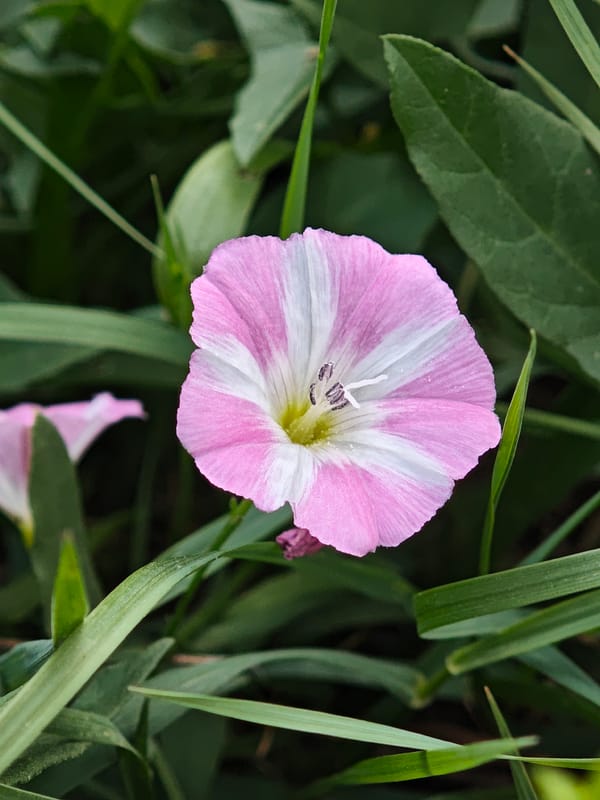 Close-up garden flowers in bloom, insect included