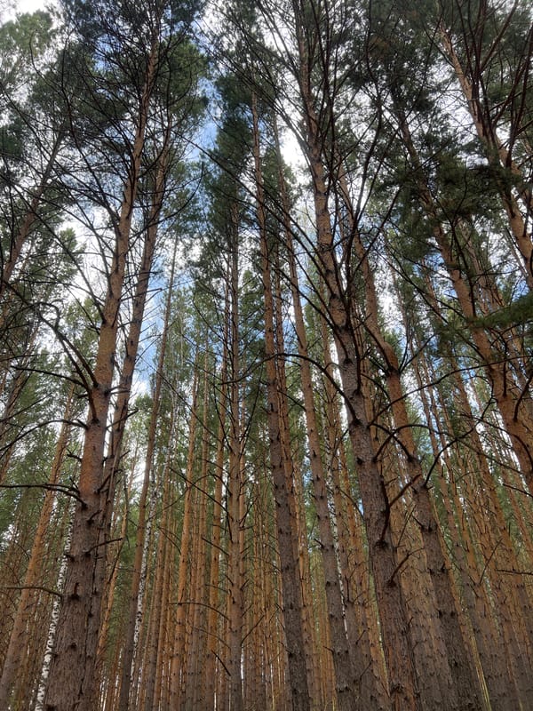 Morning nature walk documented through Krasnoyarsk forests and parks