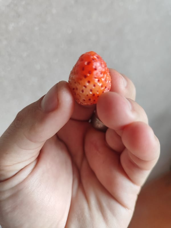 Small strawberry-like fruit photographed in Nalbandyan, Armenia