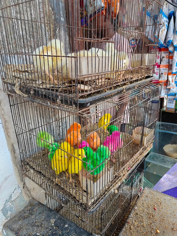 Mumbai pet shop displays colorful chicks in stacked cages