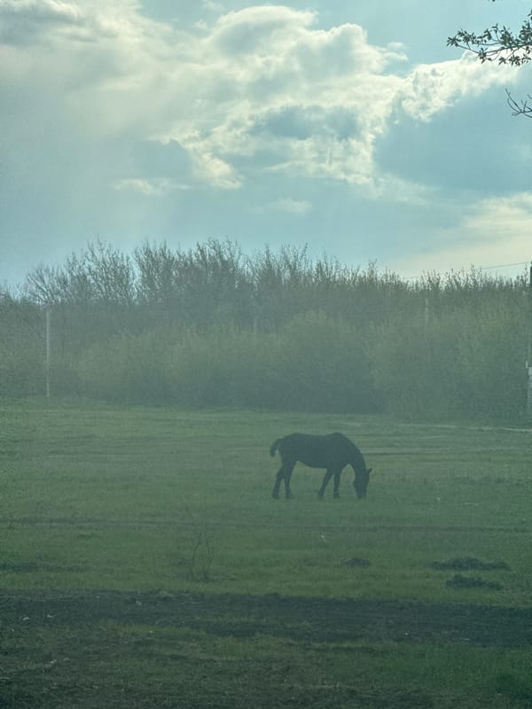 Horse stands alone in Russian countryside field
