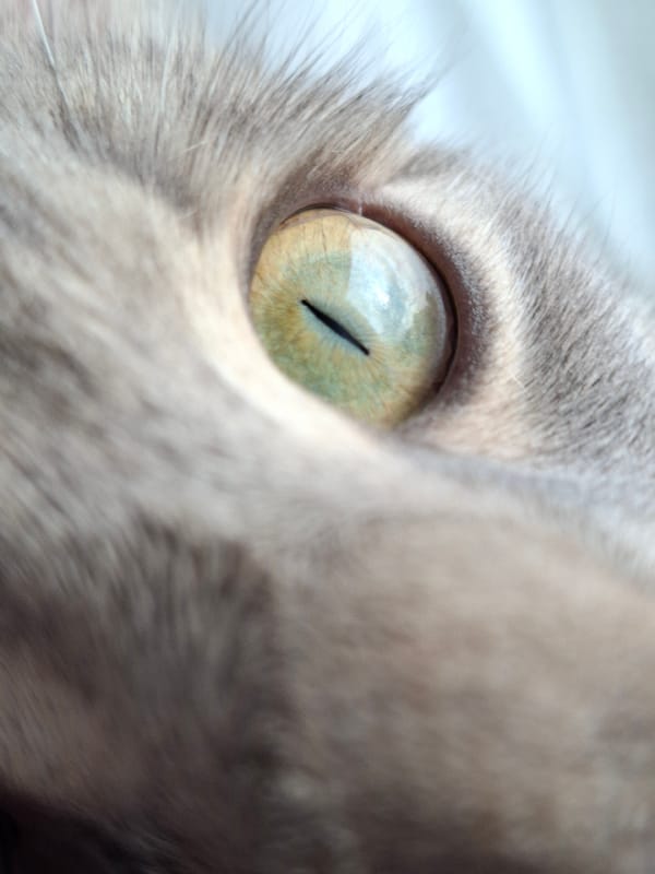 Gray tabby cat photographed extensively in Novi Sad