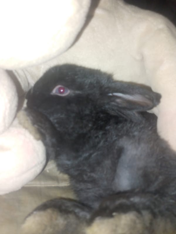 Black rabbit and garden life documented in Juan Griego