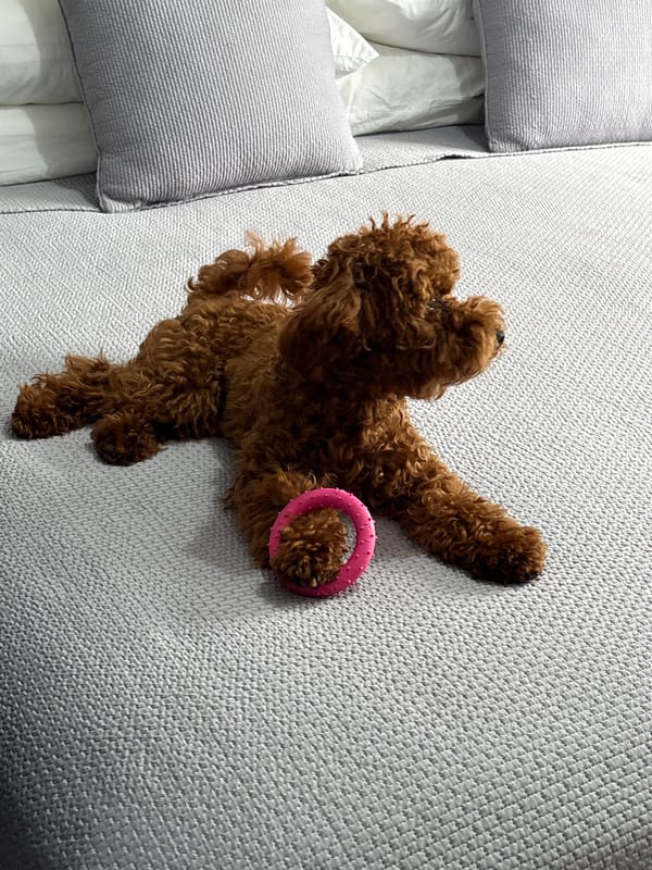 Brown poodle plays with pink toy in Miraflores home