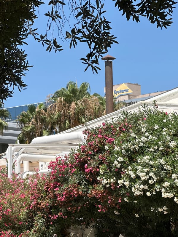 Olive trees and flowering gardens at a Haifa public space