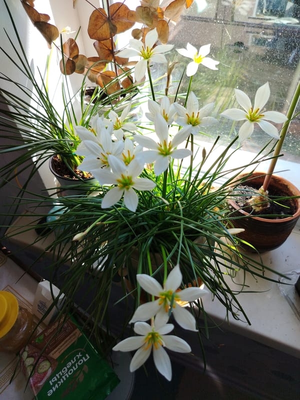 Rain lilies blooming on a sunlit windowsill in Belarus