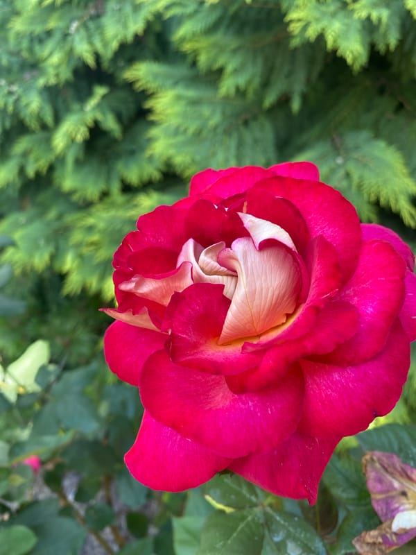 Dogs, roses, and a quiet summer day in rural Poland