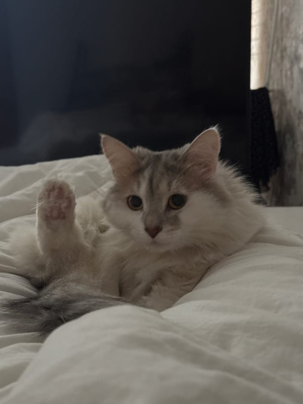 Cat rests on bed in Nizhny Novgorod home