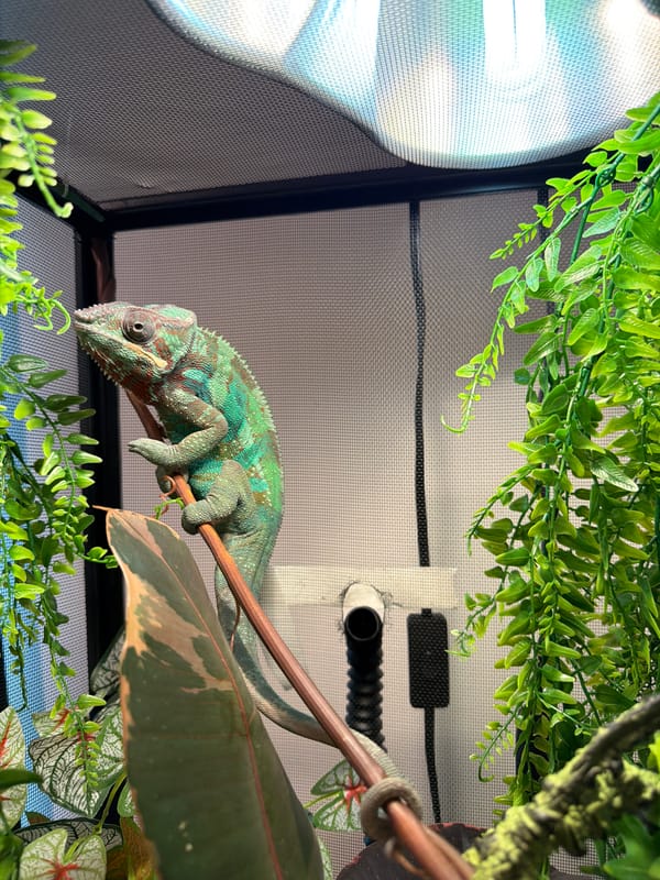 Chameleon observed in artificial enclosure in Los Angeles