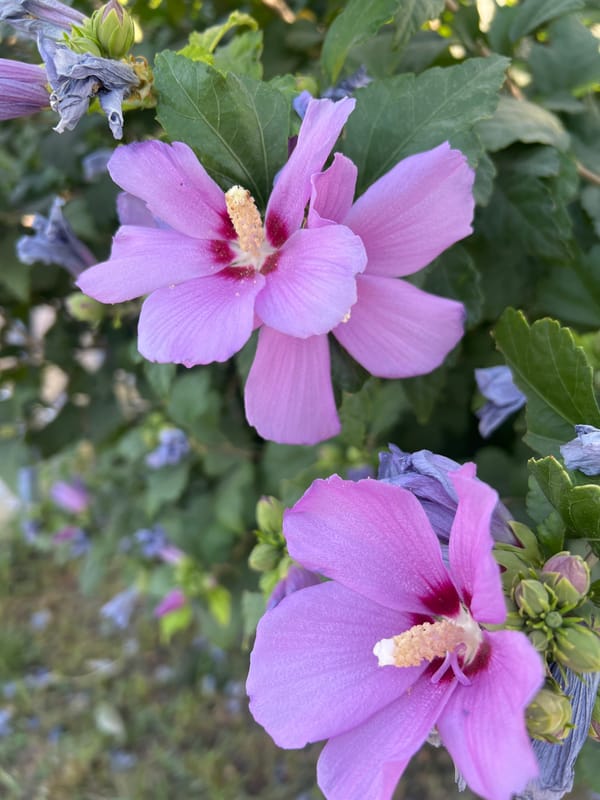 Urban park stroll with flowers, trees, and grand architecture