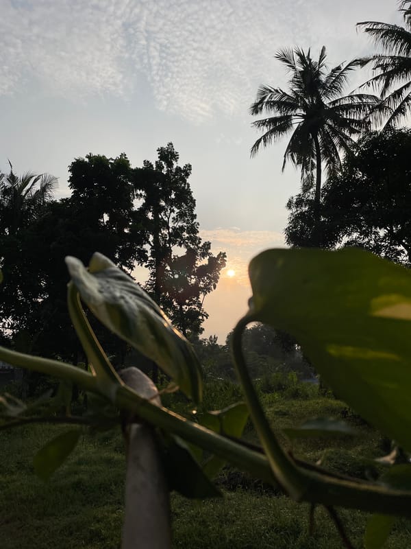 Evening garden moments captured: sunset and flowering bougainvillea