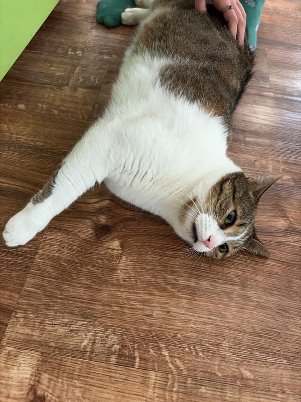 Tabby cat lounging on a wooden floor at home