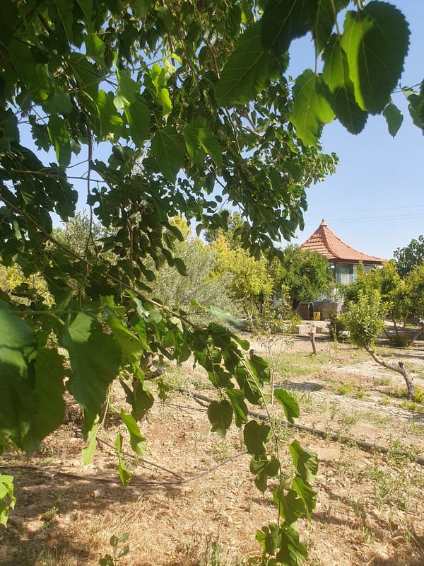 Rural Iranian Morning: Coffee, Breakfast and Countryside Views